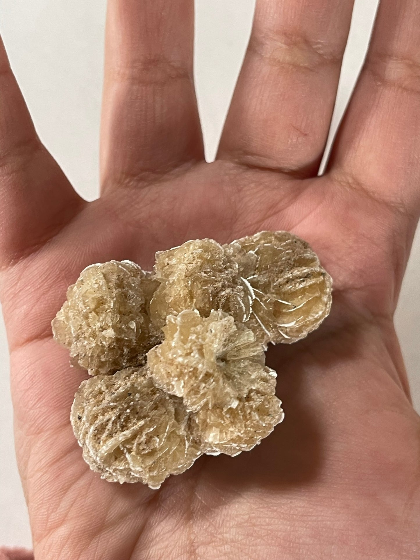 Desert Rose - Beautiful Large Crystal Selenite Mineral #03