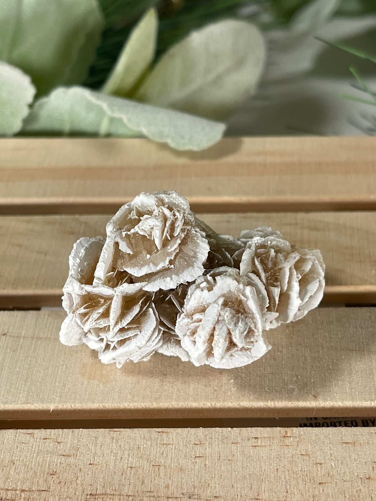 Desert Rose - Beautiful Large Crystal Selenite Mineral #05