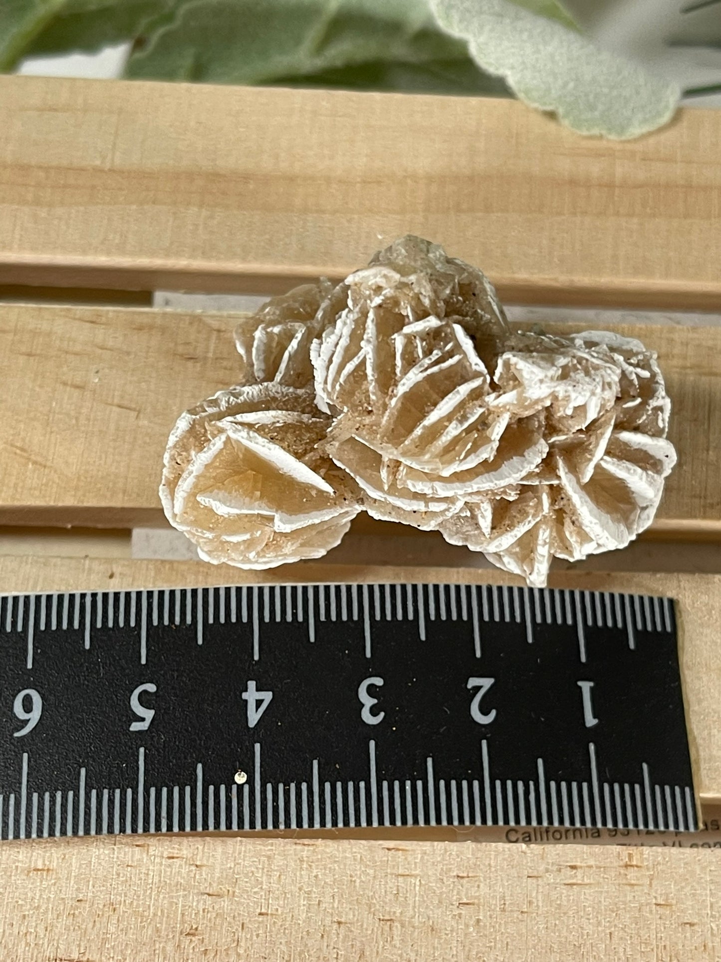 Desert Rose - Beautiful and Unique Large Crystal Selenite Mineral #14