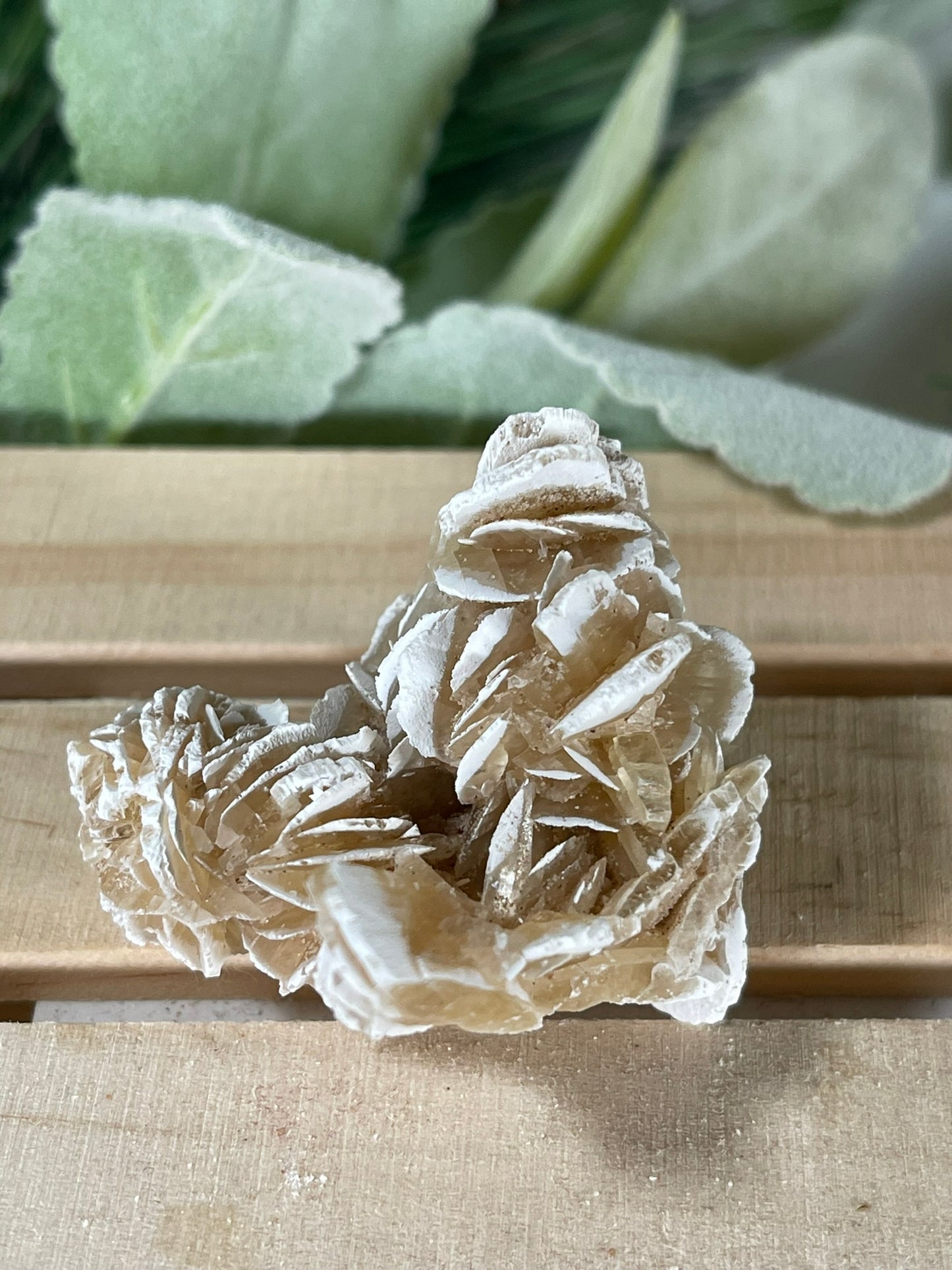 Desert Rose - Beautiful and Unique Large Crystal Selenite Mineral #15