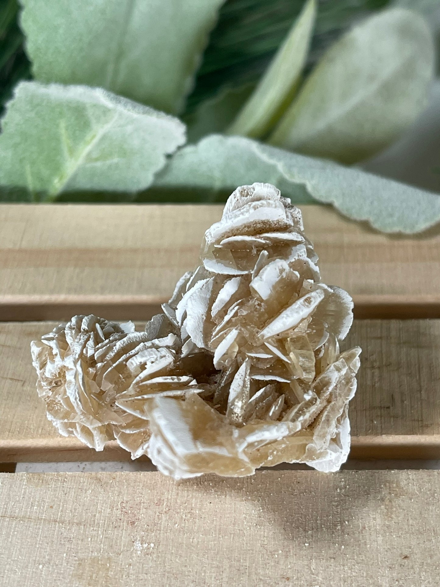 Desert Rose - Beautiful and Unique Large Crystal Selenite Mineral #15