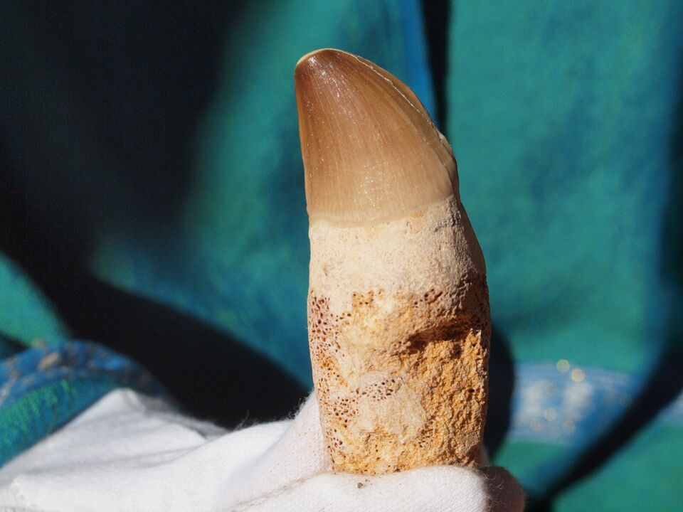 REAL Large Mosasaur Dinosaur Tooth #2 - 100 Million Years Old