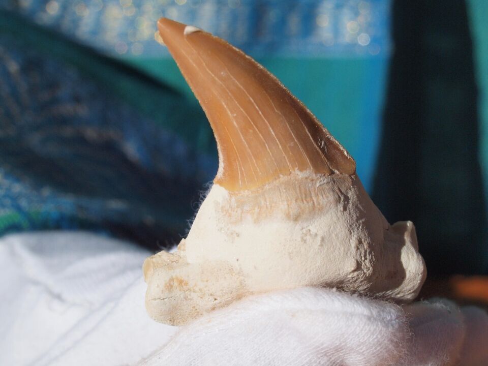 Otodus Fossil Shark Tooth - 60 Million Years Old