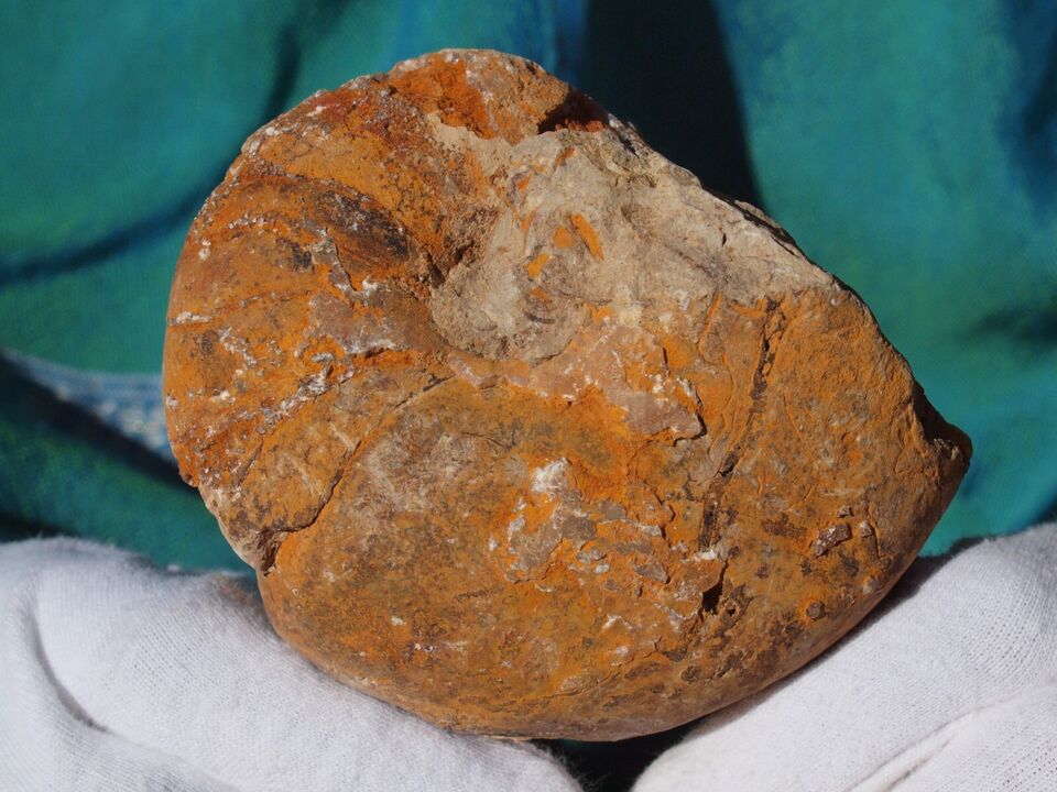 Large Fossil Nautiloid Sea Shell - 485 Million Years Old